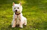 West highland white terrier - white terrier opis